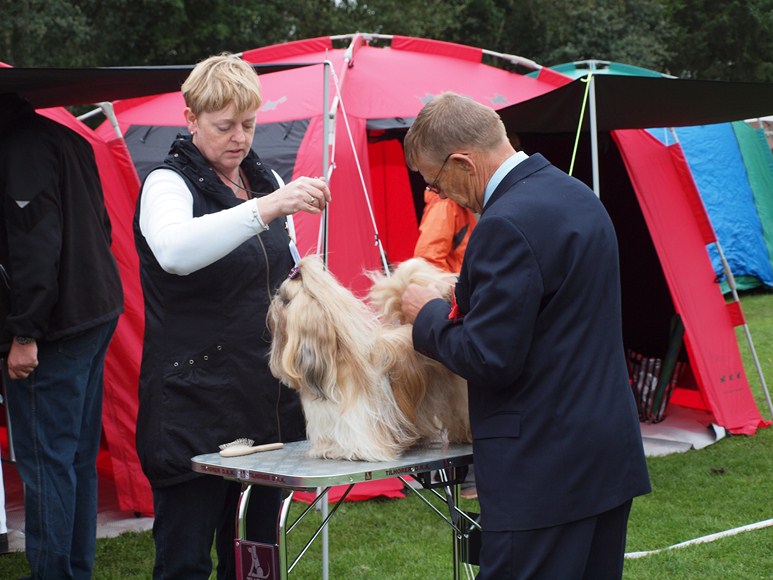 Shih Tzu Danmark